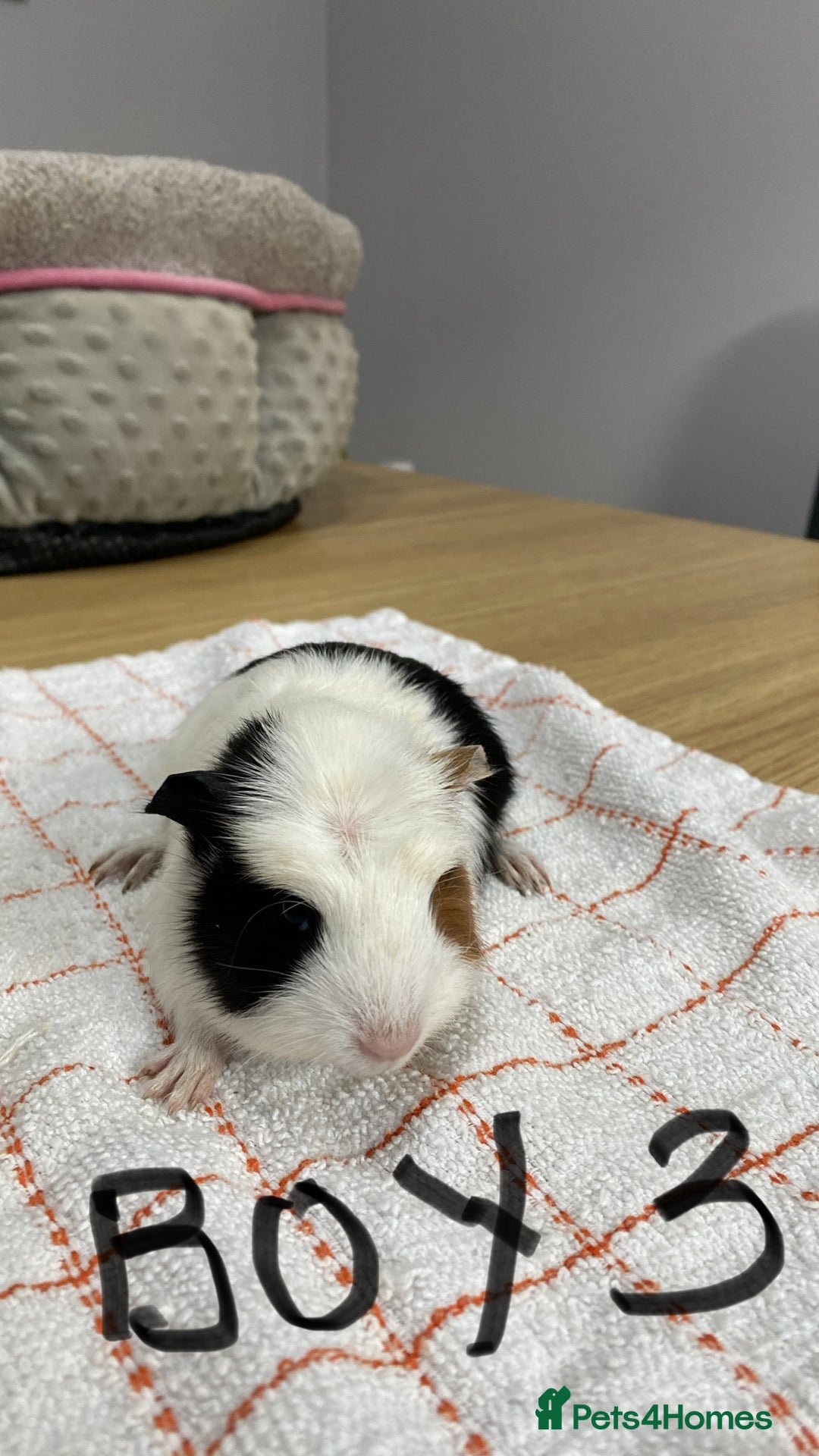 Guinea Pig rodents for sale: 3 Male Guinea Pigs - Image 6