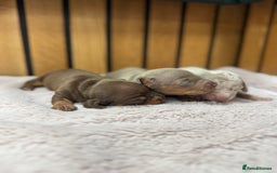 Miniature Dachshund dogs for sale: 5⭐️ licensed breeder. Rainbow litter  - Image 6