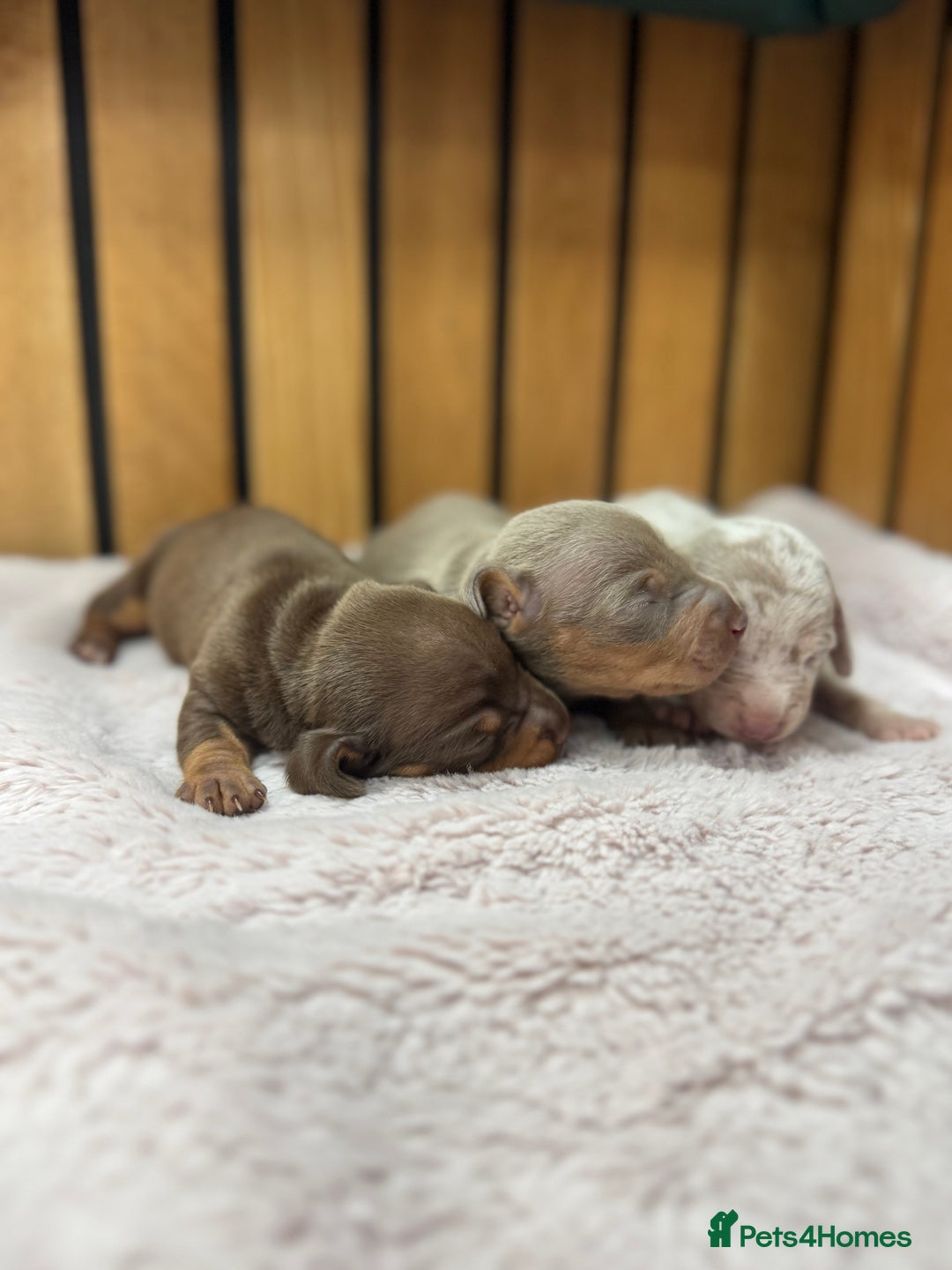 Miniature Dachshund dogs for sale: 5⭐️ licensed breeder. Rainbow litter  - Image 6