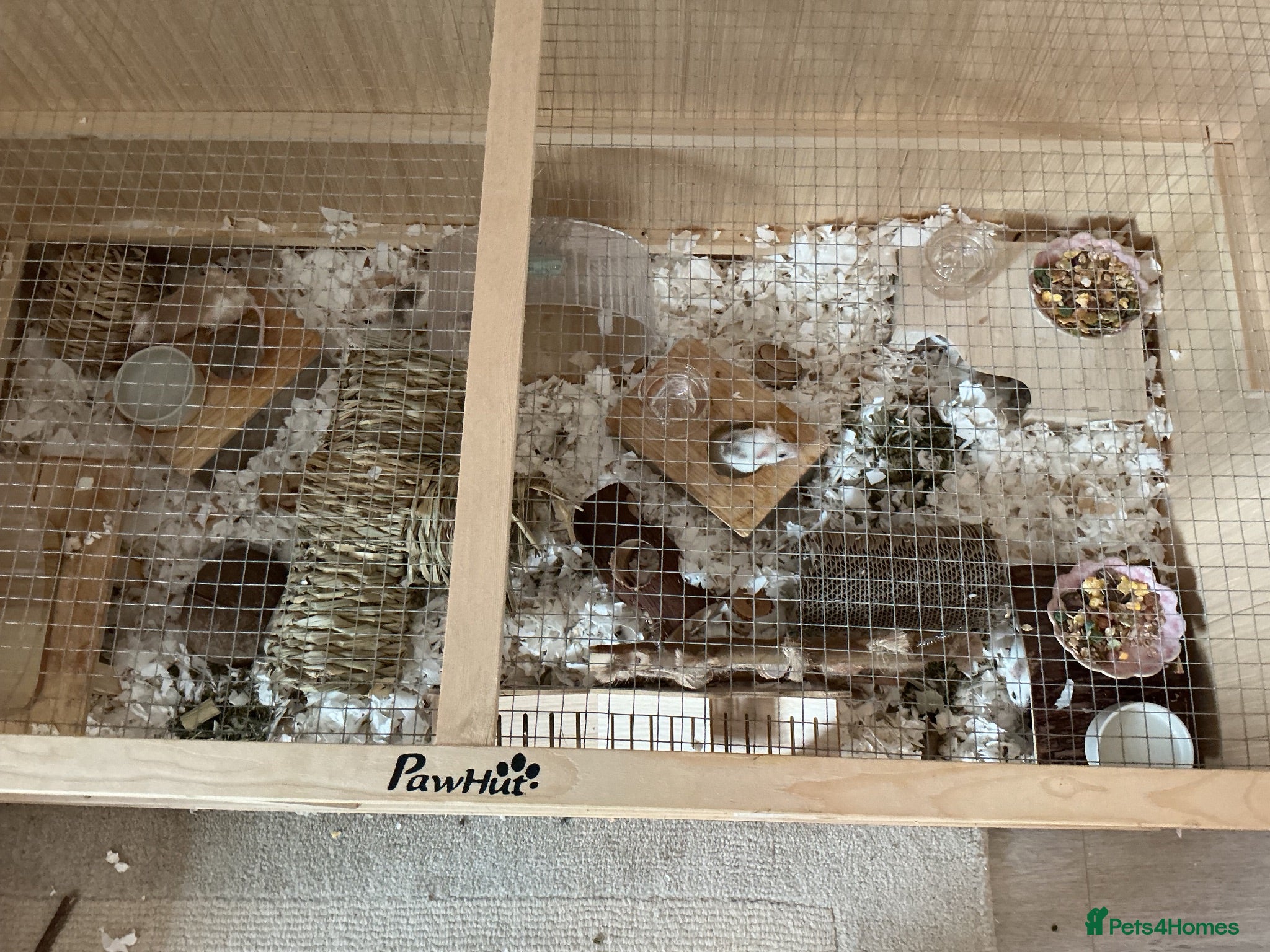 Mouse rodents 5 female mice with cage set up  - Advert 9