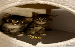 Mixed Breed cats for sale: Adorable kittens  - Image 12