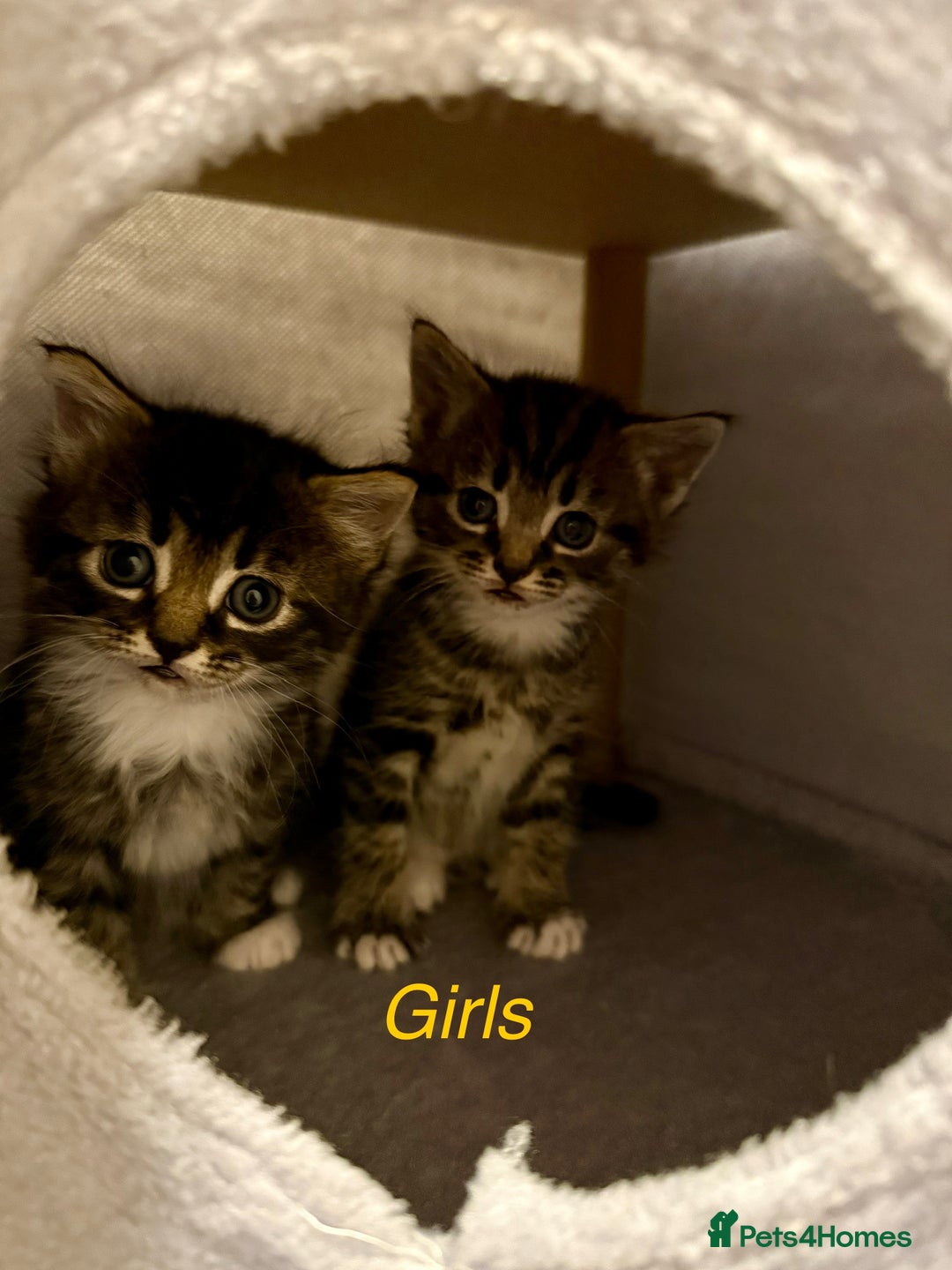 Mixed Breed cats for sale: Adorable kittens  - Image 12