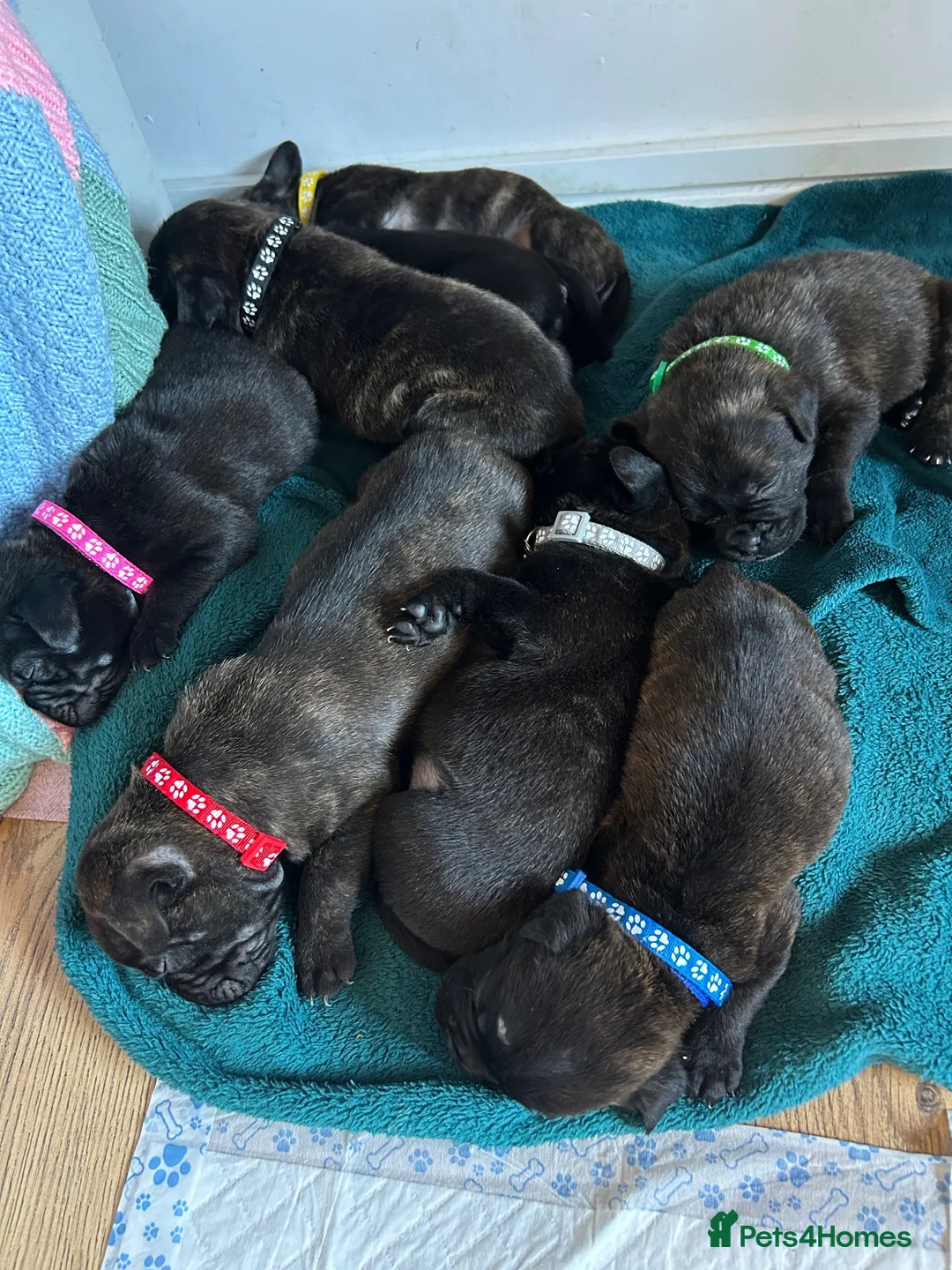 Mixed Breed dogs for sale: litter of 8 gorgeous puppies. 5 girls 3 boys. - Advert 1