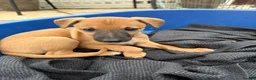 Whippet dogs for sale: Stunning KC whippet girl puppy  - Advert 28