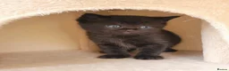 Scottish Fold cats for sale: Beautiful and healthy  Scottish fold mixed - Advert 3