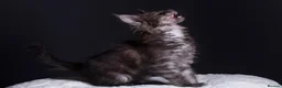 Maine Coon cats for sale: 🖤 TICA Registered Black Smoke Maine Coon Kittens  - Advert 5