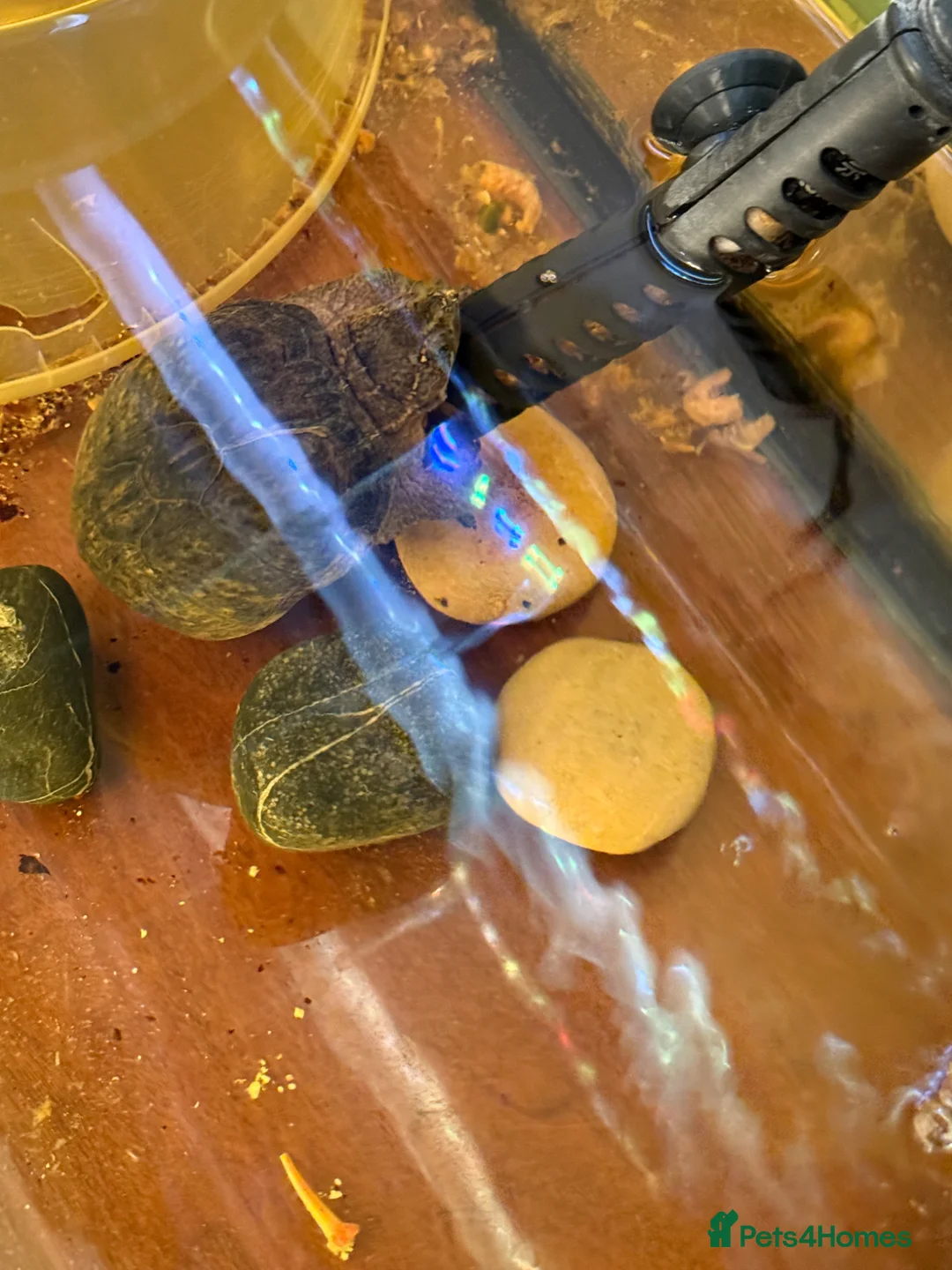 Turtle reptiles for sale: Common musk turtle around 15yrs old.  in Carlisle - Advert 3