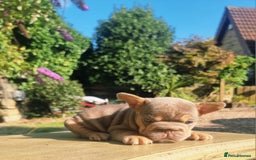 French Bulldog dogs for sale: Beautiful French bulldogs - Image 17