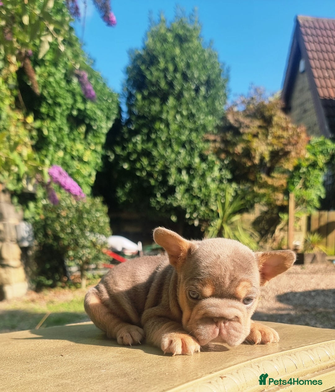 French Bulldog dogs for sale: Beautiful French bulldogs - Image 17