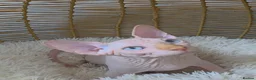 Sphynx cats for sale: 2 Stunning Sphynx Boys – Ready Now 💙 - Advert 34