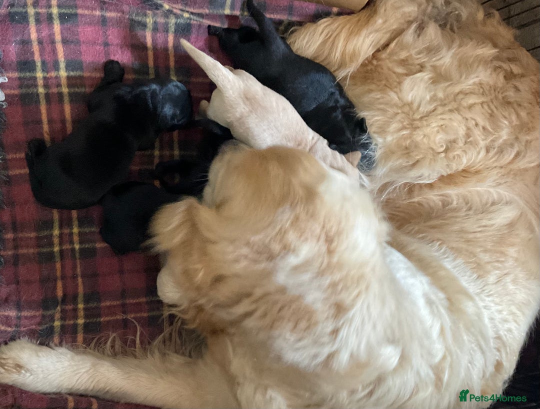Goldador dogs for sale: Goldador Puppies  - Image 7