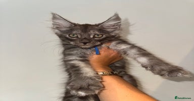 Maine Coon cats - Advert 11