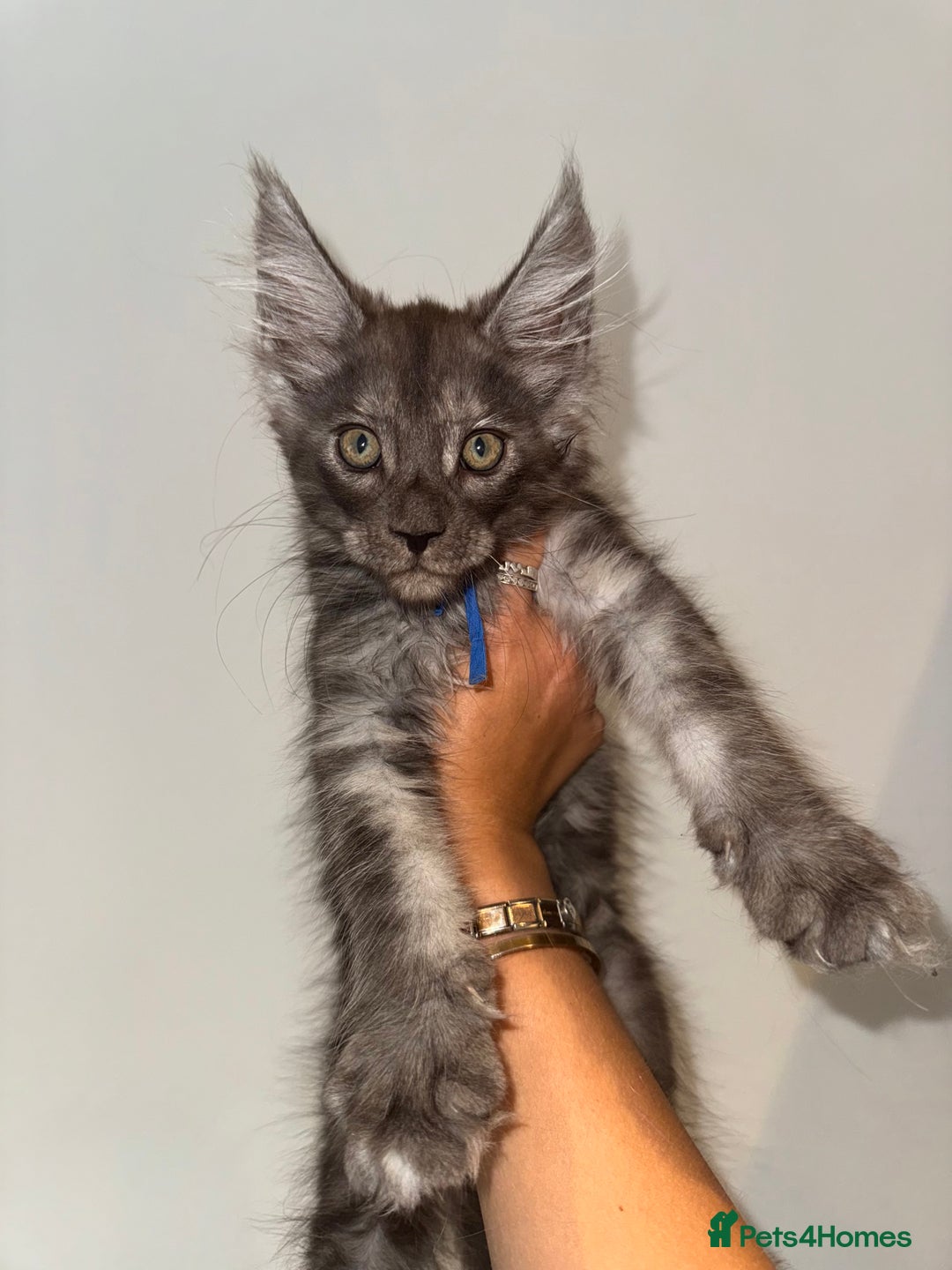 Maine Coon cats for sale: BLACK SMOKE 5 GENERATION PEDIGREE MAINE COONS - Image 2
