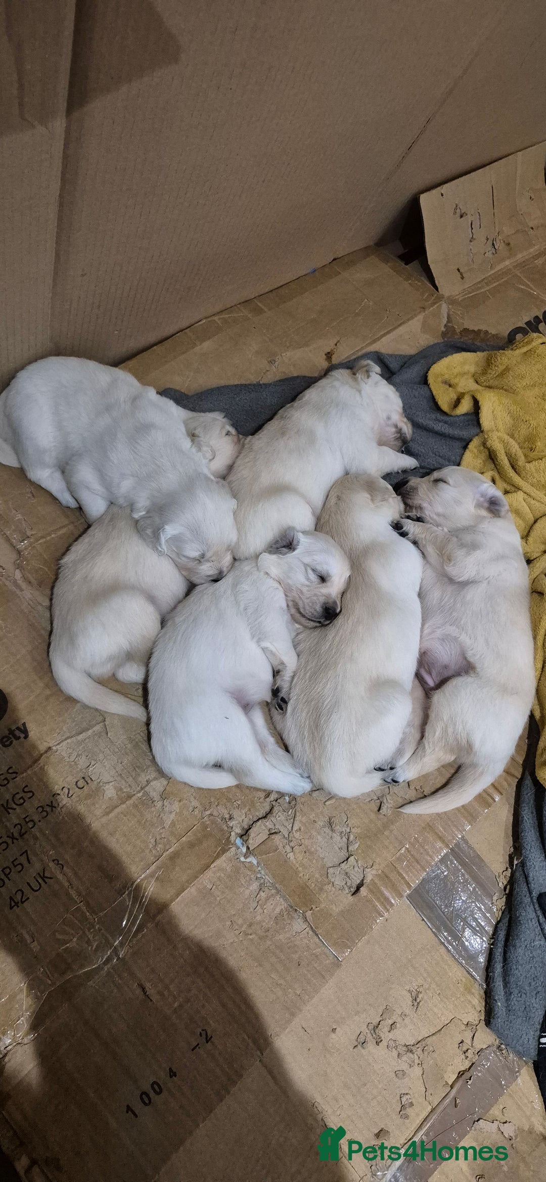 Golden Retriever dogs for sale: Golden retriever beautiful cream puppies - Advert 6