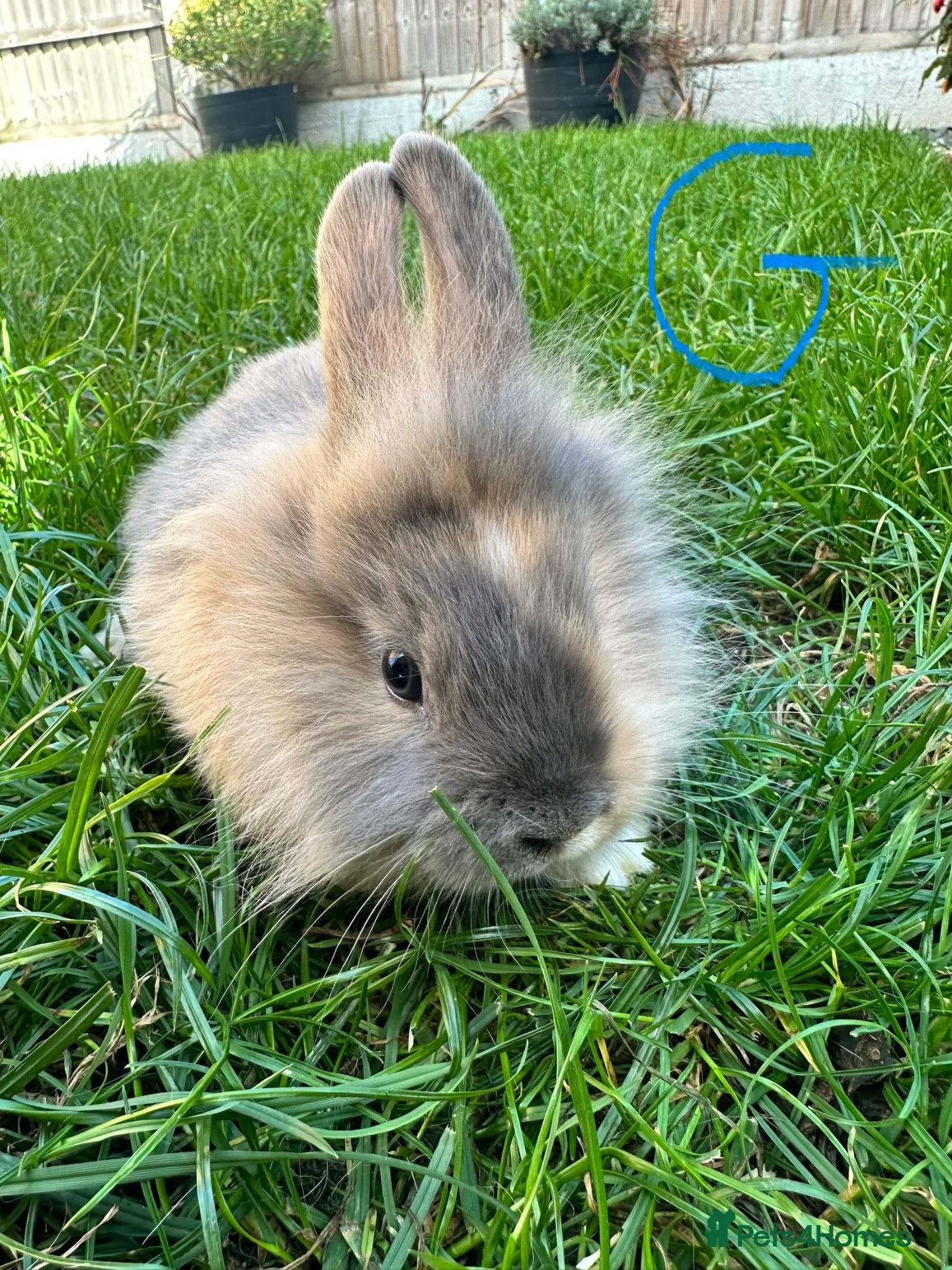 Lionhead rabbits Lionhead rabbits for sale  - Advert 2