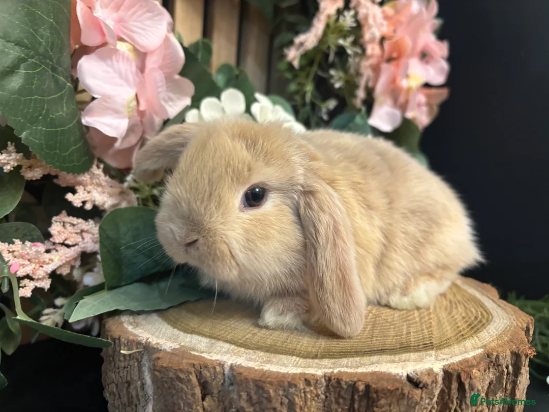 Mini Lop rabbits for sale: Pure Breed Mini Lop Butterfly new born bunnies  in Aberdare - Advert 1