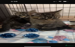 British Shorthair cats for sale: British Short hair crossbreed for sale (Male) - Image 3