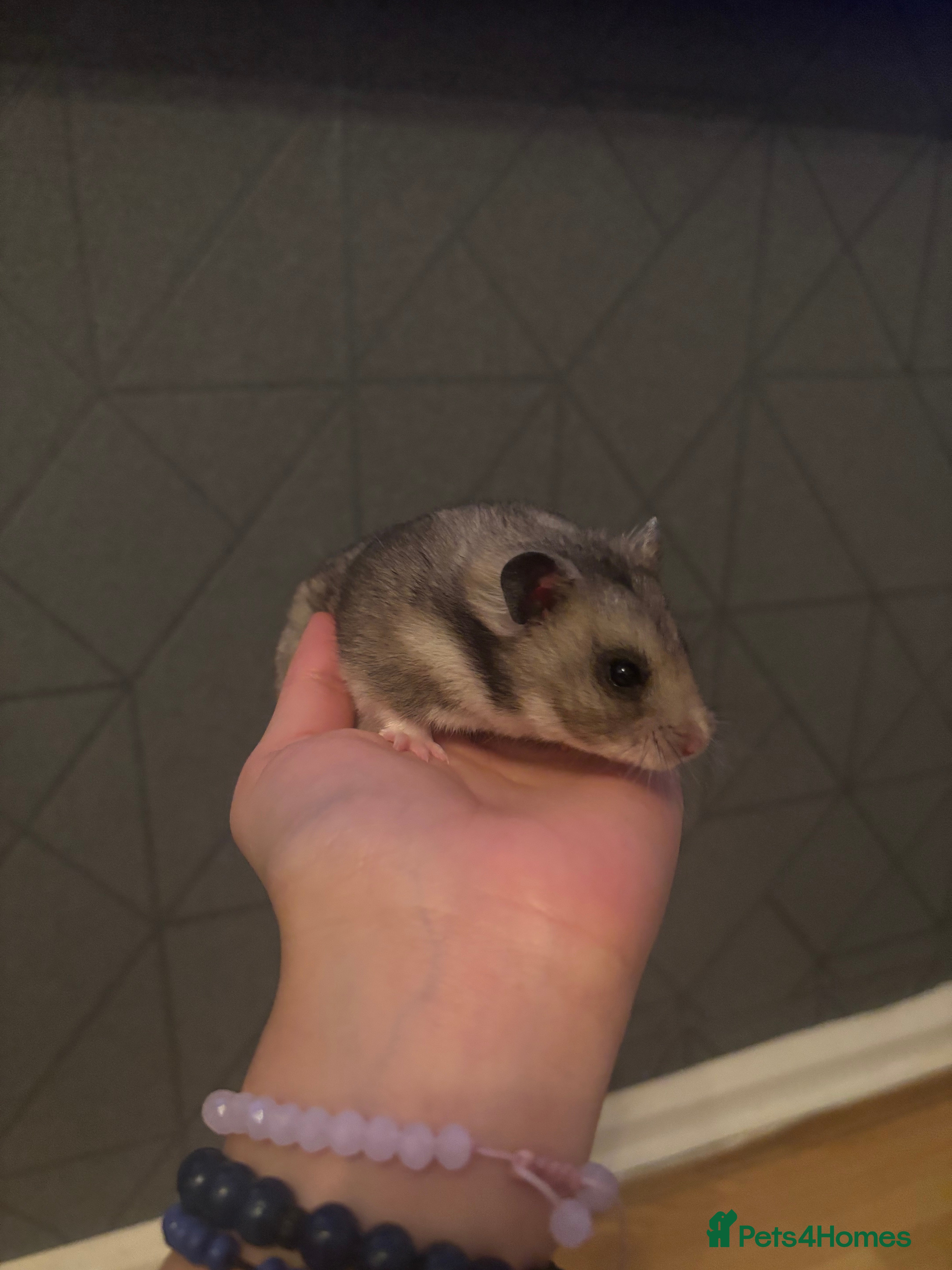 Hamster rodents hamster  - Advert 2