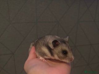 Hamster rodents hamster - Advert 2