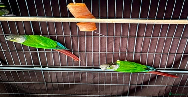 Conures birds Green-cheeked Conure  - Advert 12