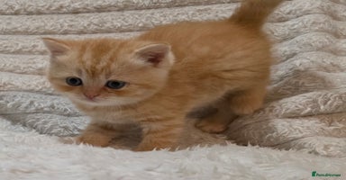 British Shorthair cats - Advert 3