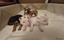 Miniature Bull terrier dogs for sale: Miniature Bull Terrier  - Image 1