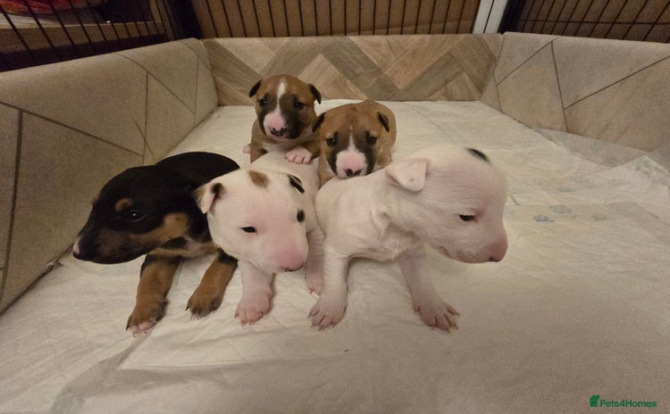 Miniature Bull terrier dogs - Advert 1