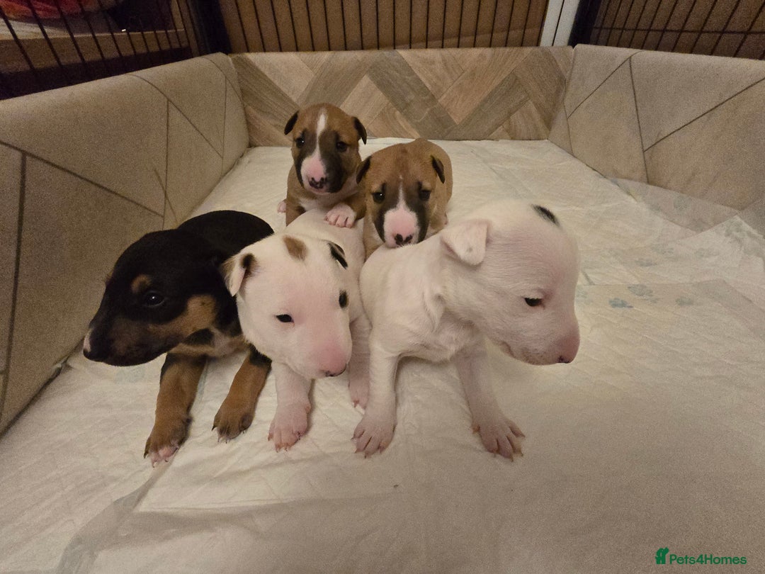 Miniature Bull terrier dogs for sale: Miniature Bull Terrier  - Image 1