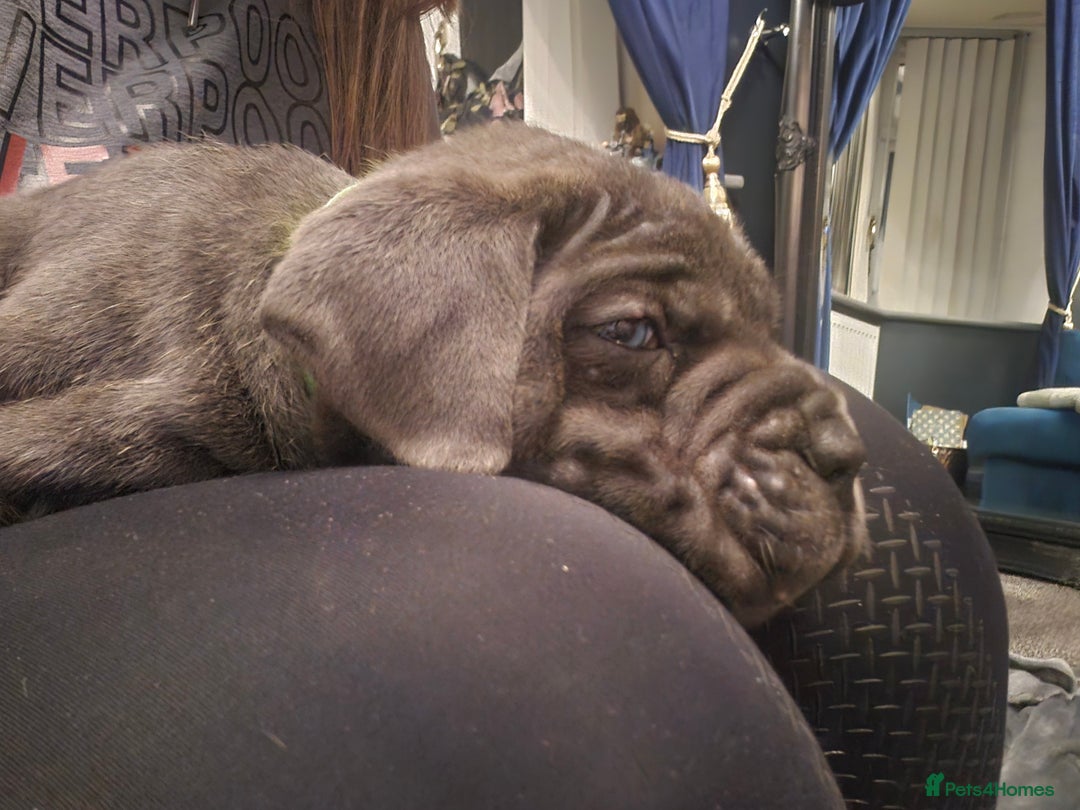 Cane Corso dogs for sale: Exceptional Quality Full Pedigree  - Advert 24