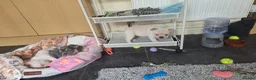 French Bulldog dogs for sale: French Bulldog puppies  - Advert 3