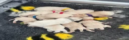 Golden Retriever dogs for sale: Golden retriever puppies  - Advert 3