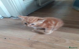 Mixed Breed cats for sale: 4 ginger boys mixed breed - Image 5