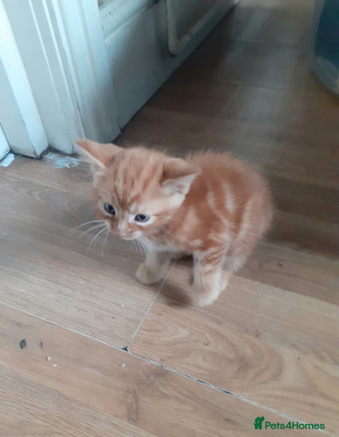 Mixed Breed cats for sale: 4 ginger boys mixed breed - Image 5