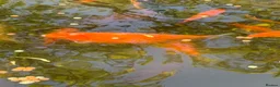 Fancy Goldfish fish for sale: Pond contents mix of goldfish and Koi? - Advert 1
