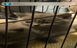 Ragdoll cats for sale: Ragdoll x British shorthair  - Image 5