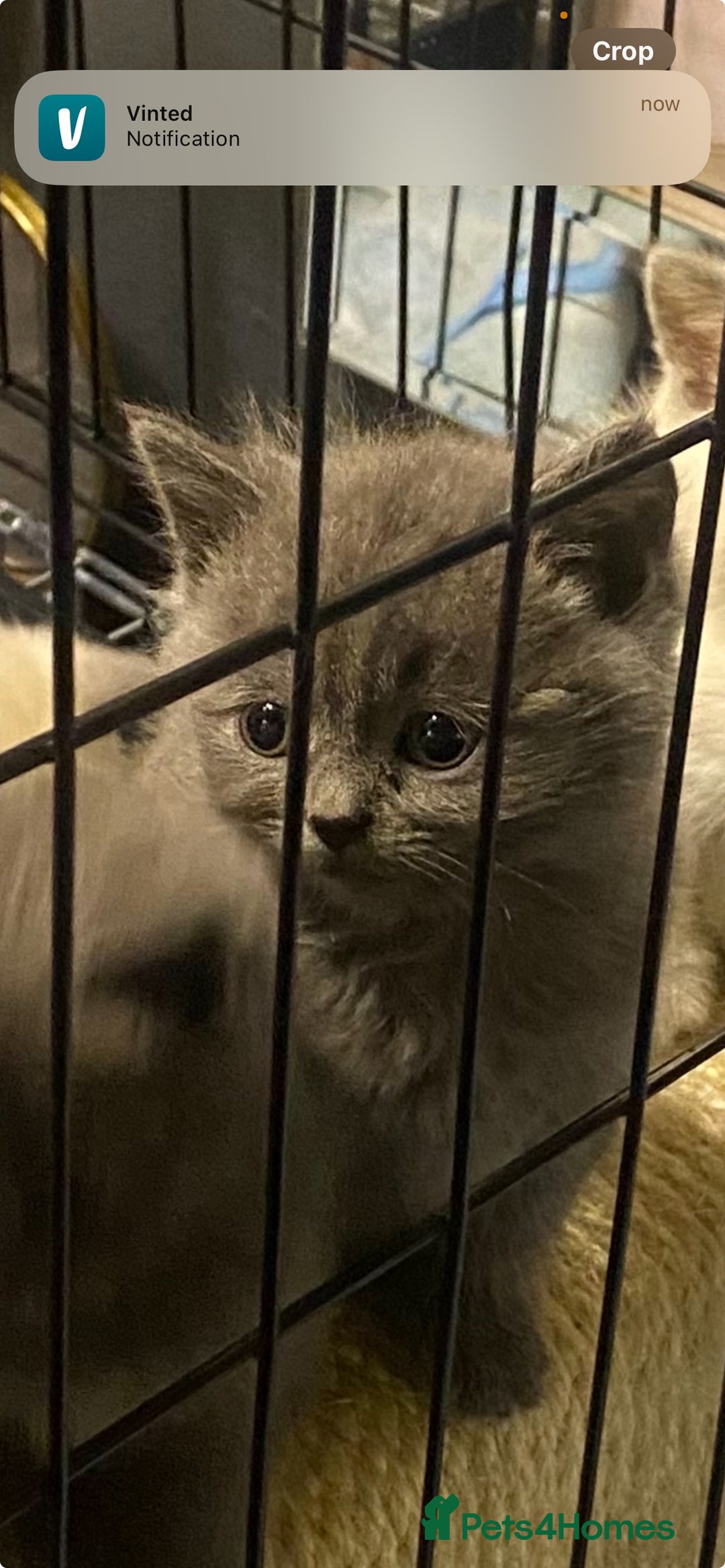 Ragdoll cats for sale: Ragdoll x British shorthair  - Image 5