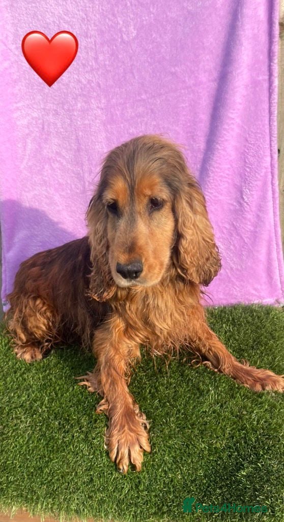 Cockapoo dogs for sale: ⭐️Beautiful Minature Cockapoos⭐️ - Advert 14