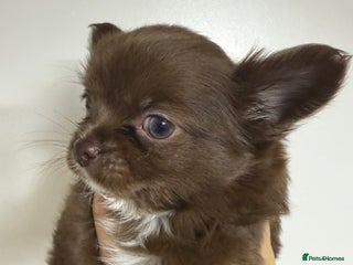 Chihuahua dogs Chihuahua puppies - Advert 6