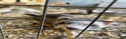 Ferret rodents for sale: Young Ferrets - Advert 1