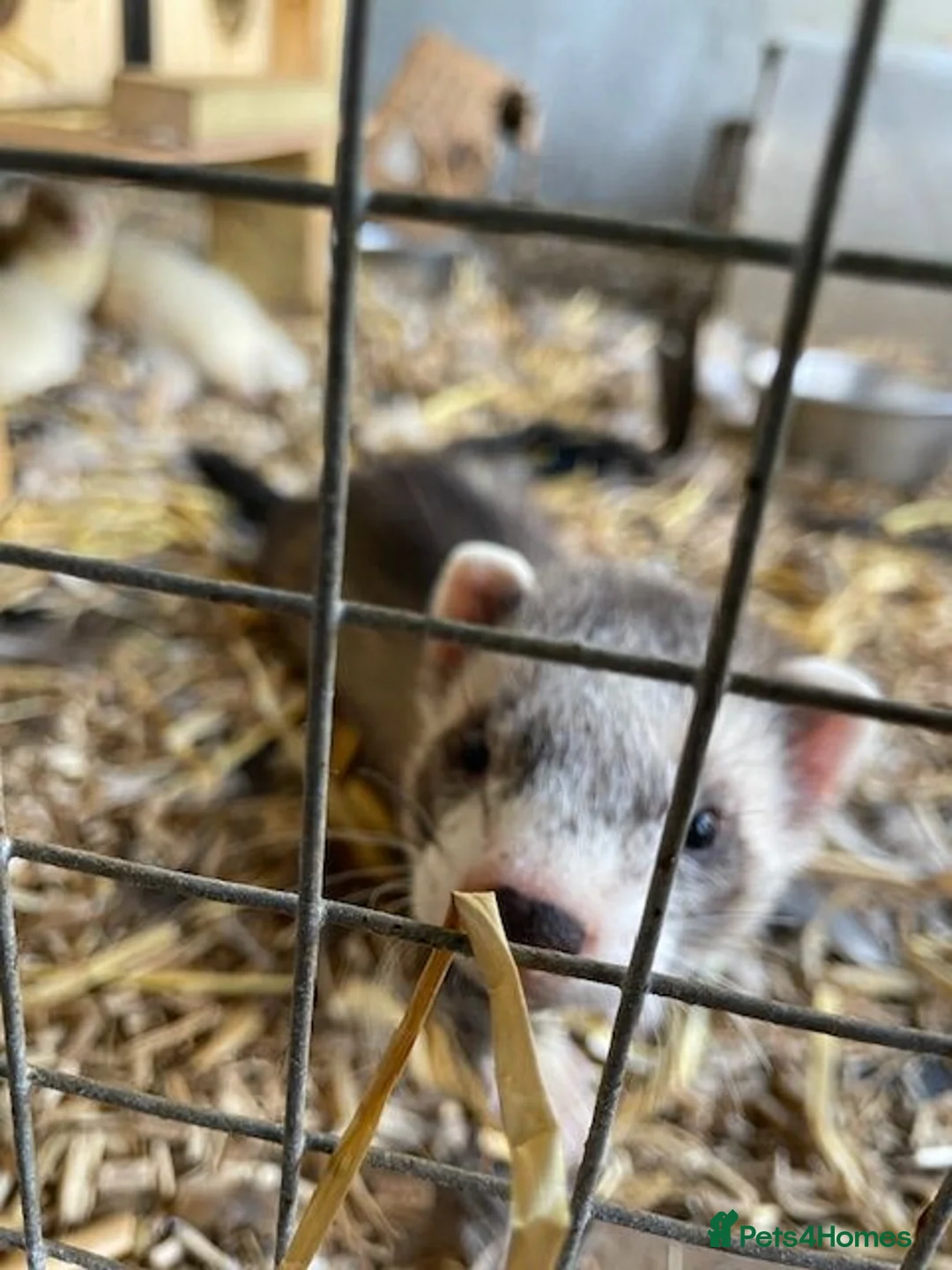 Ferret rodents for sale: Young Ferrets - Advert 1