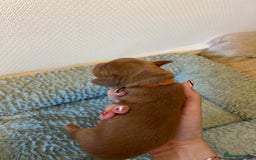 Cocker Spaniel dogs for sale: 🐶Cocker Spaniel Pups Looking for Forever Family🐶 - Image 27