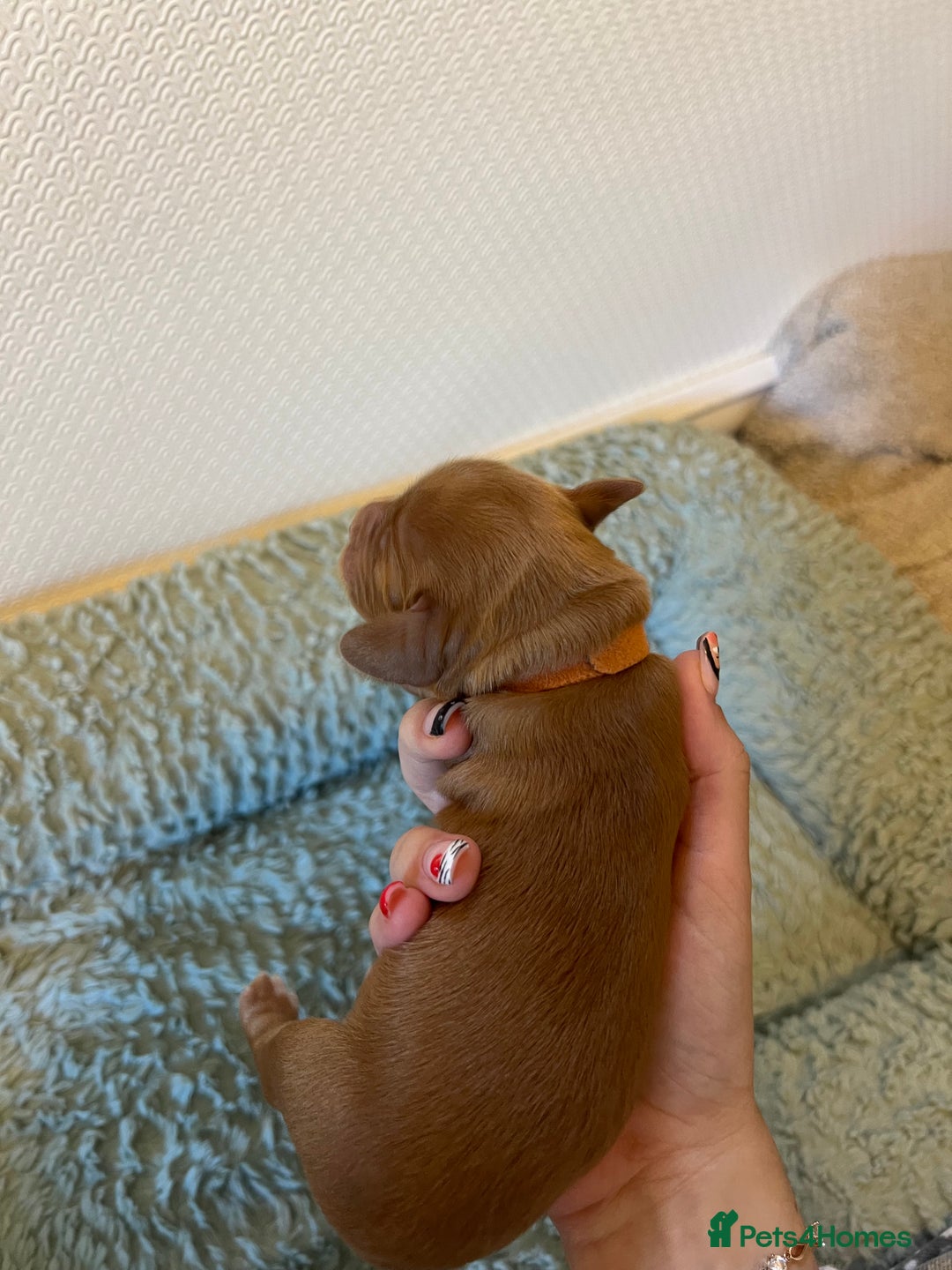 Cocker Spaniel dogs for sale: 🐶Cocker Spaniel Pups Looking for Forever Family🐶 - Image 27