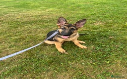 German Shepherd dogs for sale: Healthy short coat German shepherd pup  - Image 3