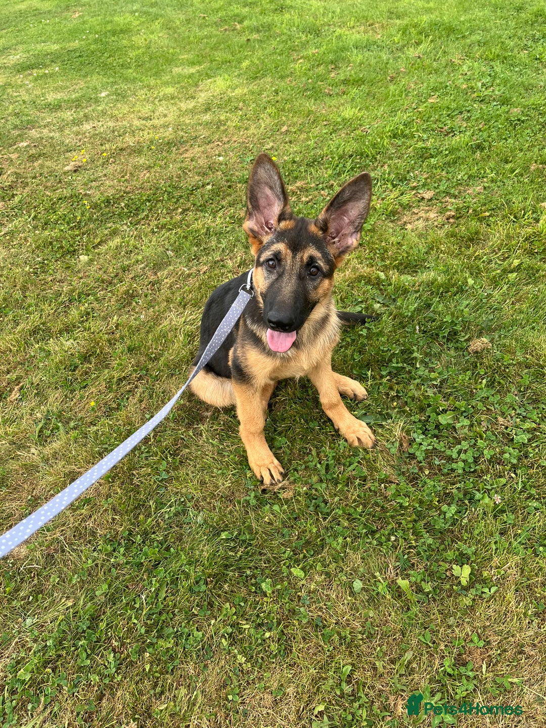 German Shepherd dogs for sale: Healthy short coat German shepherd pup  - Image 3