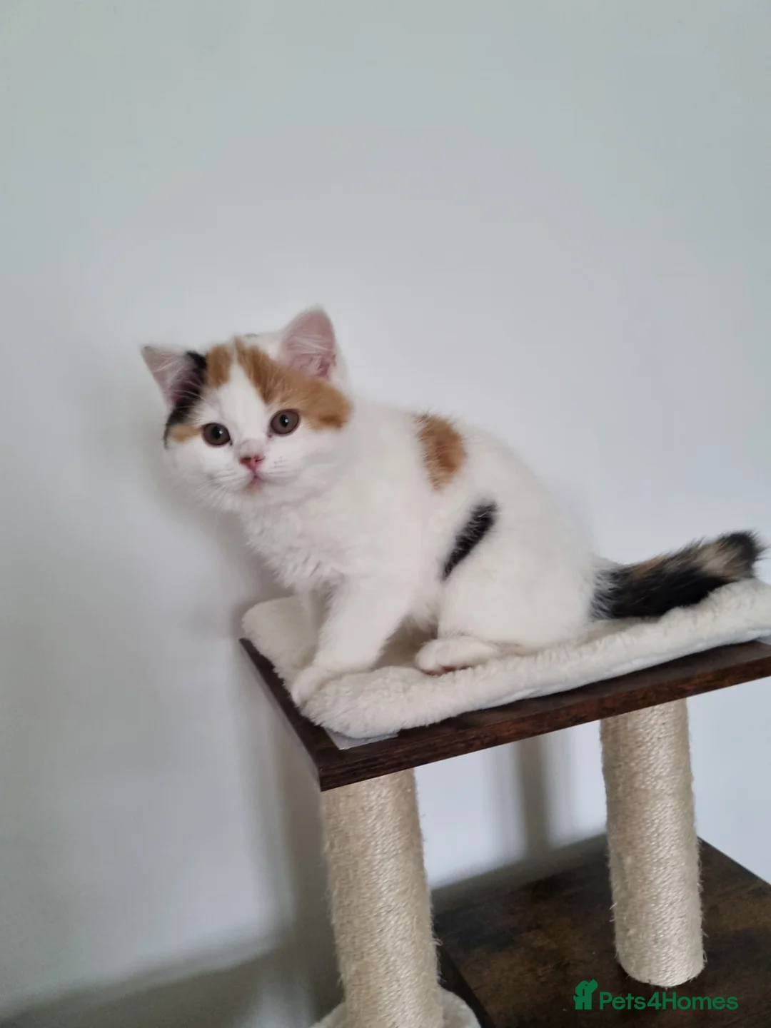 British Shorthair cats for sale: Exceptional British Shorthair & Longhair kittens - Advert 4