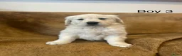 Golden Retriever dogs for sale: KC Registered Golden Retriever Puppies - Advert 14