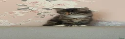 Mixed Breed cats for sale: Kittens for sale  - Advert 3