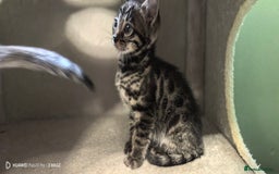 Bengal cats for sale: Silver Bengal kitten for sale  - Advert 25