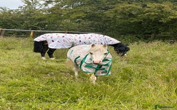 Welsh Section A horses for sale: 11.1 Welsh Section A - Image 1