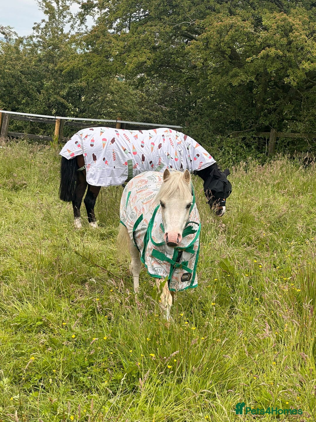 Welsh Section A horses for sale: 11.1 Welsh Section A - Image 1